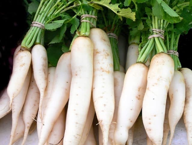 Fresh White Radish from Viet Nam